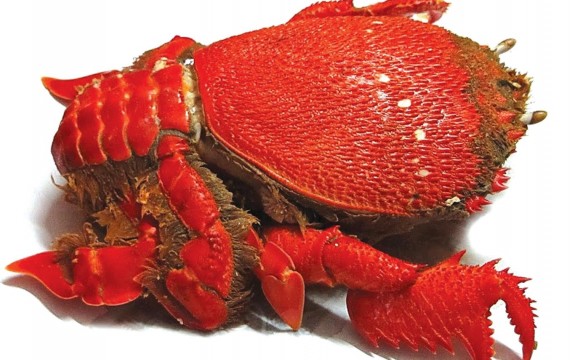 Spanner Crab (Ranina ranina)