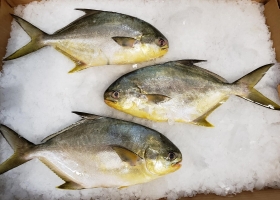 Nuôi cá chim trắng (Silver Pompano - Trachinotus blochii) trong ao ven biển