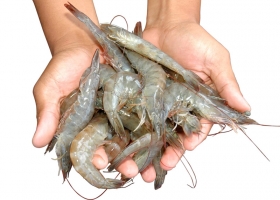 Vi sinh vật hữu ích - Phần 1: Giới thiệu chung
