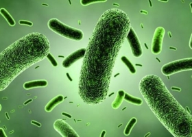 Bacillus sp. và những ứng dụng hữu ích trong môi trường