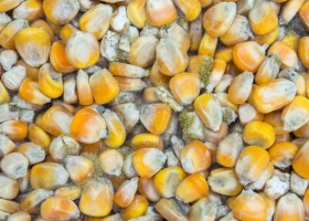 Aflatoxin và mycotoxin là gì?