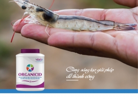 ORGANICID - Không chỉ là thay thế kháng sinh