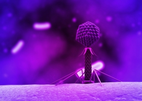 Liệu pháp phage giúp chữa bệnh do vi khuẩn trong nuôi trồng thủy sản