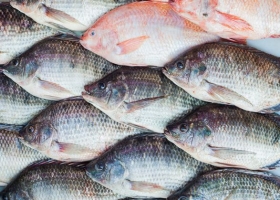 Bệnh do TiLV trên cá rô phi