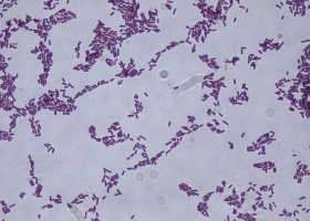 Vi sinh vật hữu ích - Phần 2: Bacillus spp 