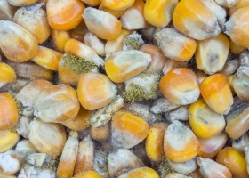 Mycotoxin: Mối nguy thầm lặng trong nuôi tôm