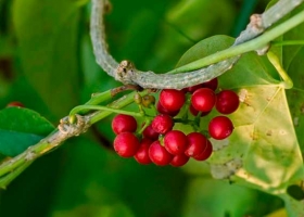 (4) Danh mục dược thảo ứng dụng trong nuôi trồng thủy sản