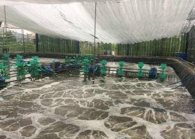 Kỹ thuật ương Raceway giúp gia tăng tỷ lệ sống và tốc độ tăng trưởng của tôm