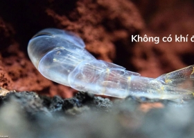 Lột xác và quản lý quá trình lột xác ở tôm nuôi
