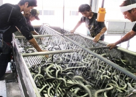 (2) Ương nuôi cá chình - Phân loại và phân bố