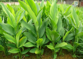 (3) Danh mục dược thảo ứng dụng trong thủy sản