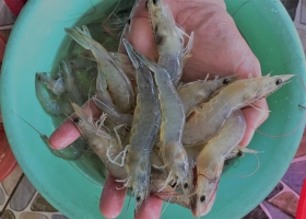 10 điều cơ bản trong nuôi tôm