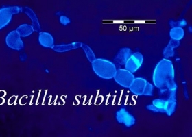 Đặc tính sinh học của Bacillus subtilis