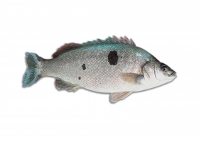 Omega-3 trong cá rô ngọc nuôi có thực sự cao hay không?
