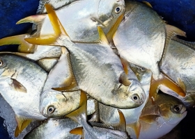 Nuôi cá trong độ mặn thấp