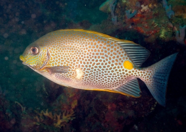Tiềm năng nuôi cá dìa (rabbitfish) ở Philippines