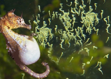 Seahorse - Tại sao cá ngựa lại trong giống con ngựa?