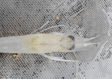 Biến đổi gen tự nhiên của Vibrio parahaemolyticus - Cơ chế tiềm năng gây ra bệnh hoại tử gan tụy cấp tính trên tôm