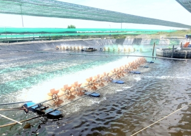 Quản lý tốt tảo trong ao nuôi có thể giúp giảm Vibrio