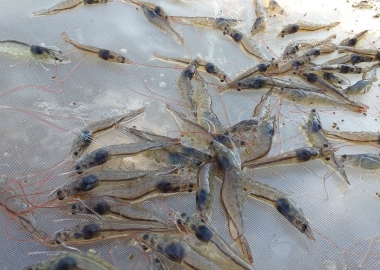 Tác nhân gây bệnh mờ đục (Translucent Postlarva Disease - TPD) ở giống tôm thẻ chân trắng