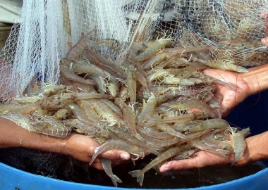 Trang trại tôm trị giá 39 triệu bảng ở Oman