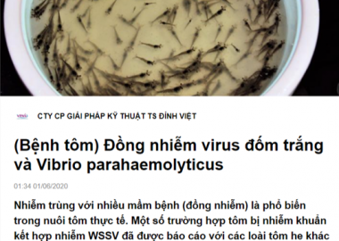 Trang Zalo Official (OA)