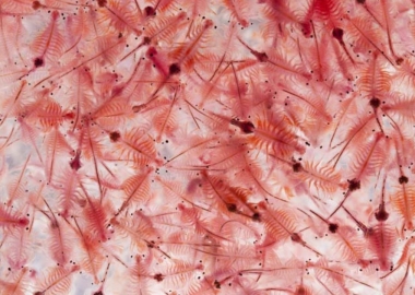 Sử dụng artemia trong ương nuôi tôm