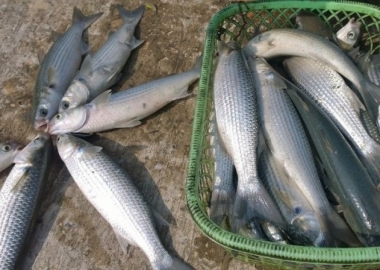 Thông tin về nuôi cá đối