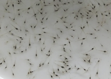 Các nhà khoa học Trung Quốc xác nhận virus mới gây bệnh trên tôm giống (post larvae)