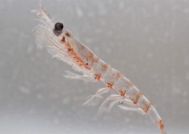 Dầu krill giúp cải thiện tăng trưởng và tỷ lệ sống của tôm giống