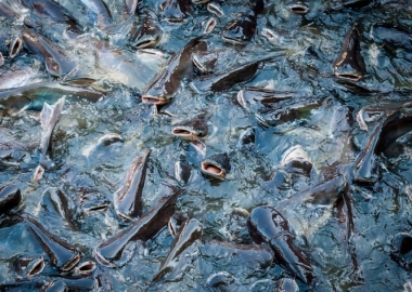 Tạo ra cá da trơn (catfish) toàn cái không cần dùng hormone