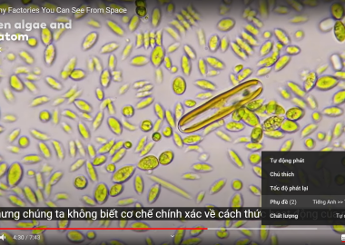 Hướng dẫn xem phụ đề tiếng Việt trên video