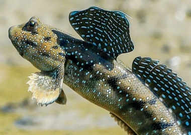 Cá thòi lòi (Giant mudskipper)