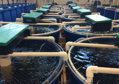 Vi khuẩn gây bệnh trong biofilm là mối nguy cho sức khỏe trong các hệ thống nuôi tuần hoàn