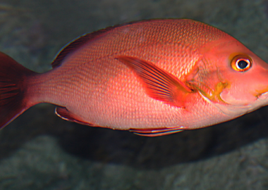 Ấn Độ đột phá trong nuôi cá hồng (red snapper)