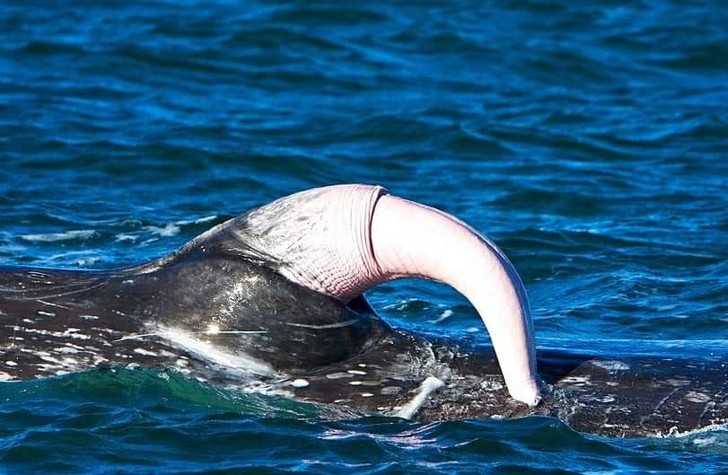 Bộ phận sinh dục cá voi đực