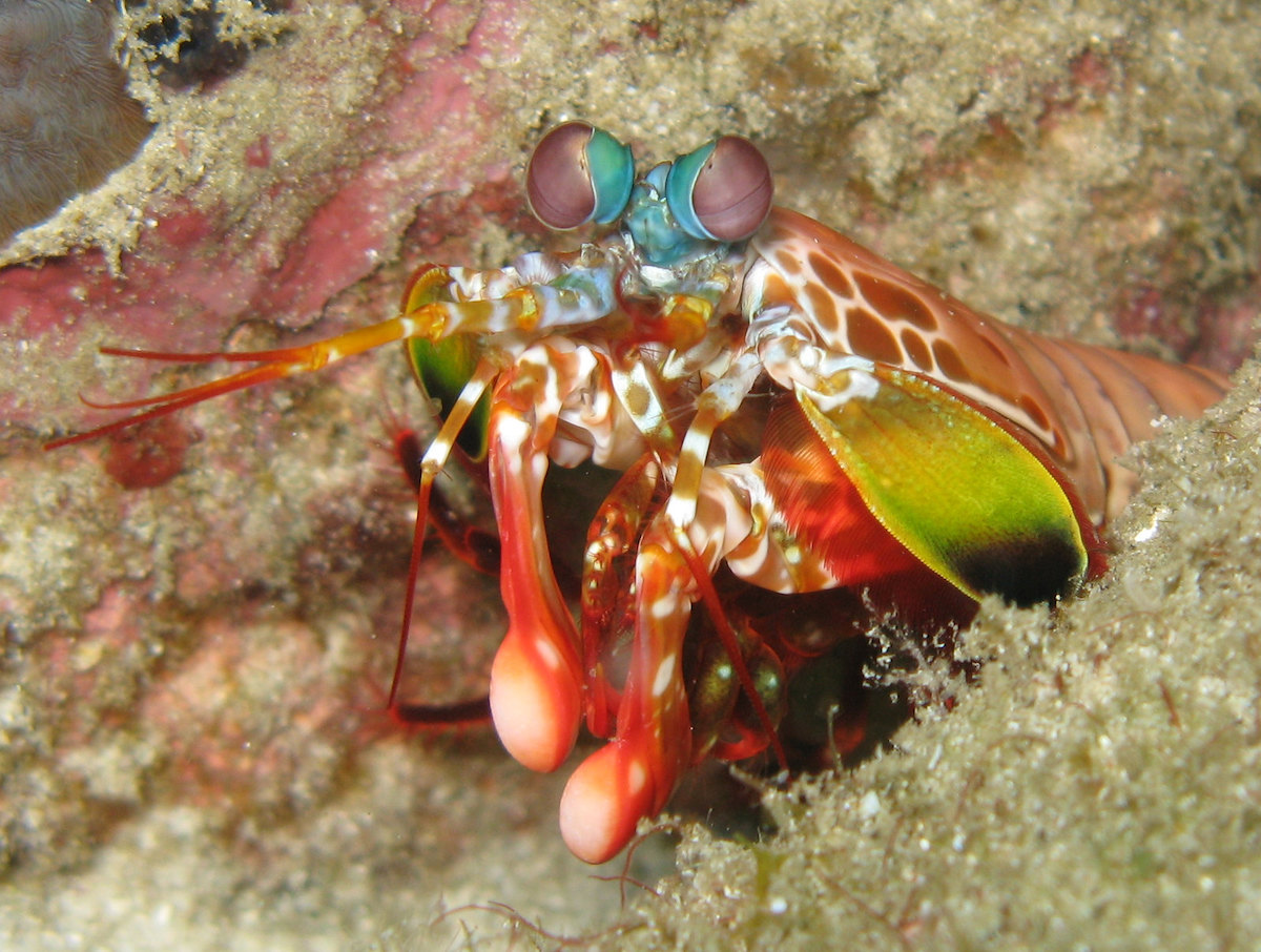Tôm tít  - Mantis shrimp – Kẻ săn mồi đại dương mà bạn cần phải gặp
