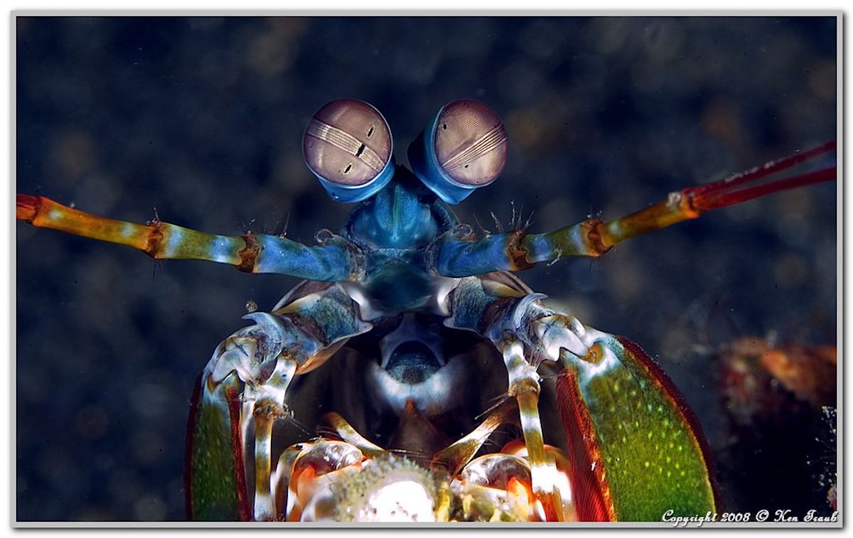 Tôm tít  - Mantis shrimp – Kẻ săn mồi đại dương mà bạn cần phải gặp