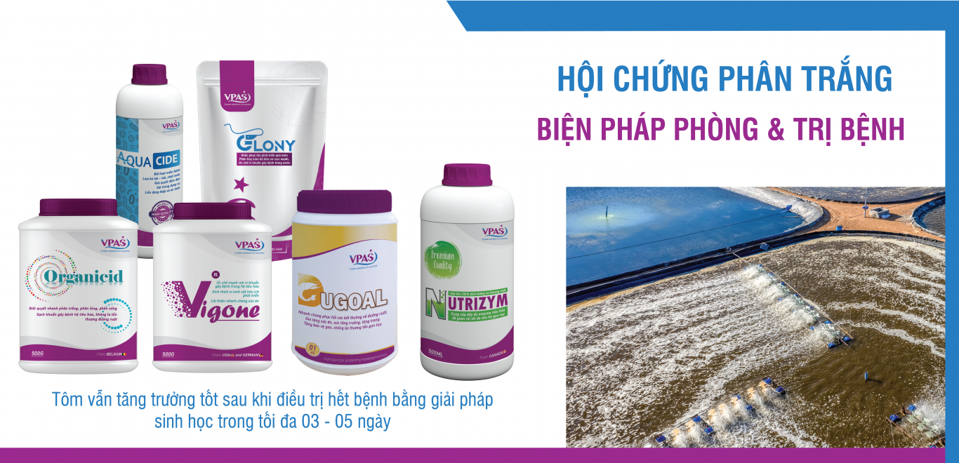 Hội chứng phân trắng trên tôm và Giải pháp