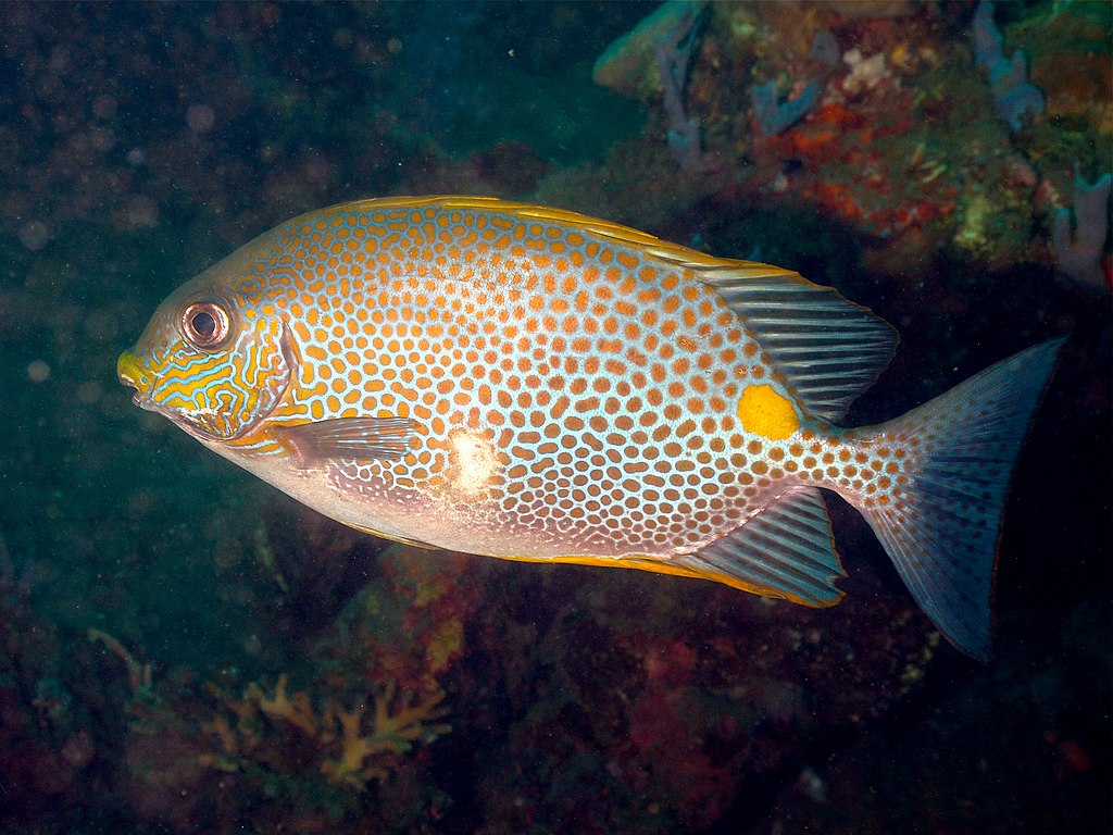 Tiềm năng nuôi cá dìa (rabbitfish) ở Philippines