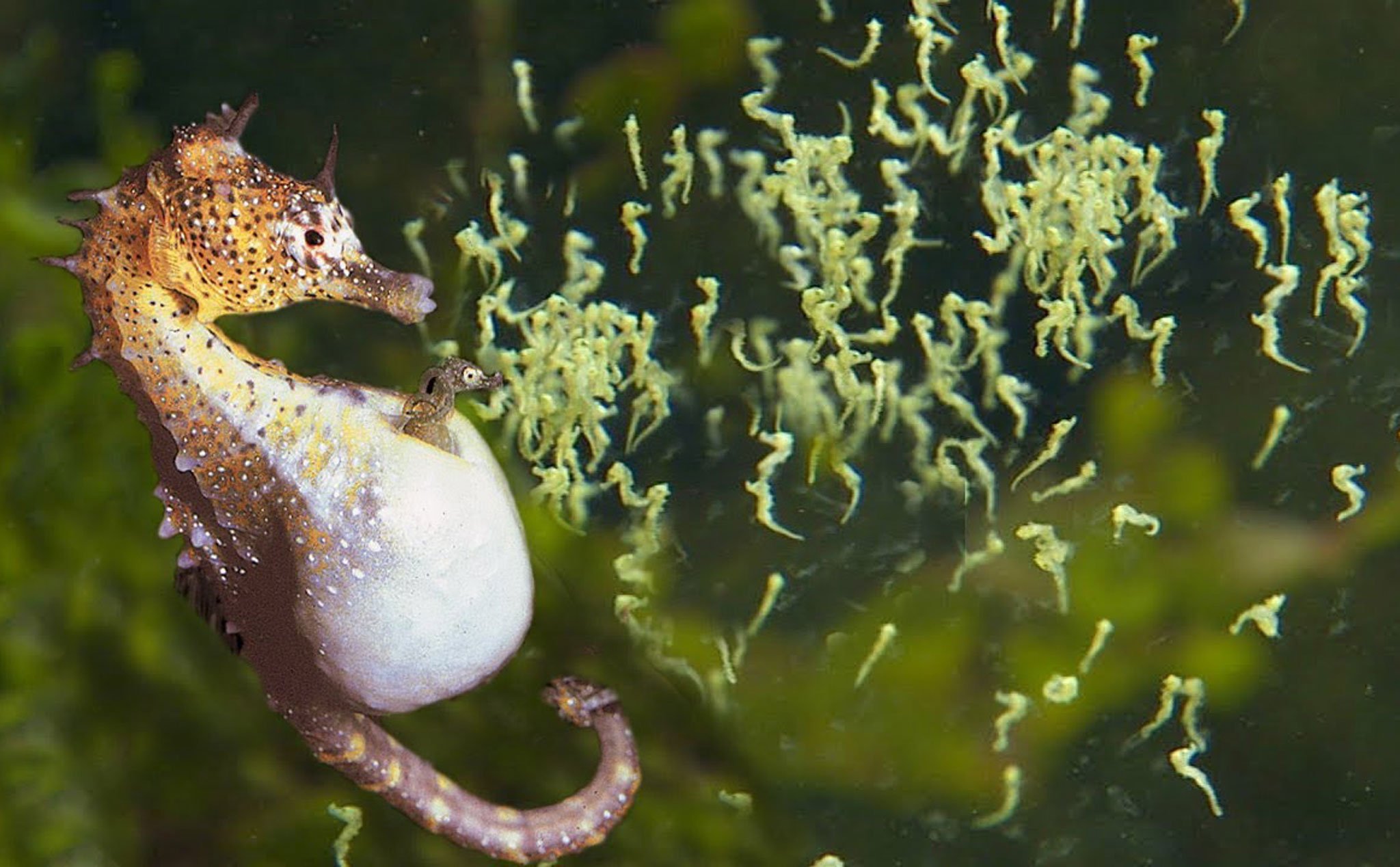 Seahorse - Tại sao cá ngựa lại trong giống con ngựa?