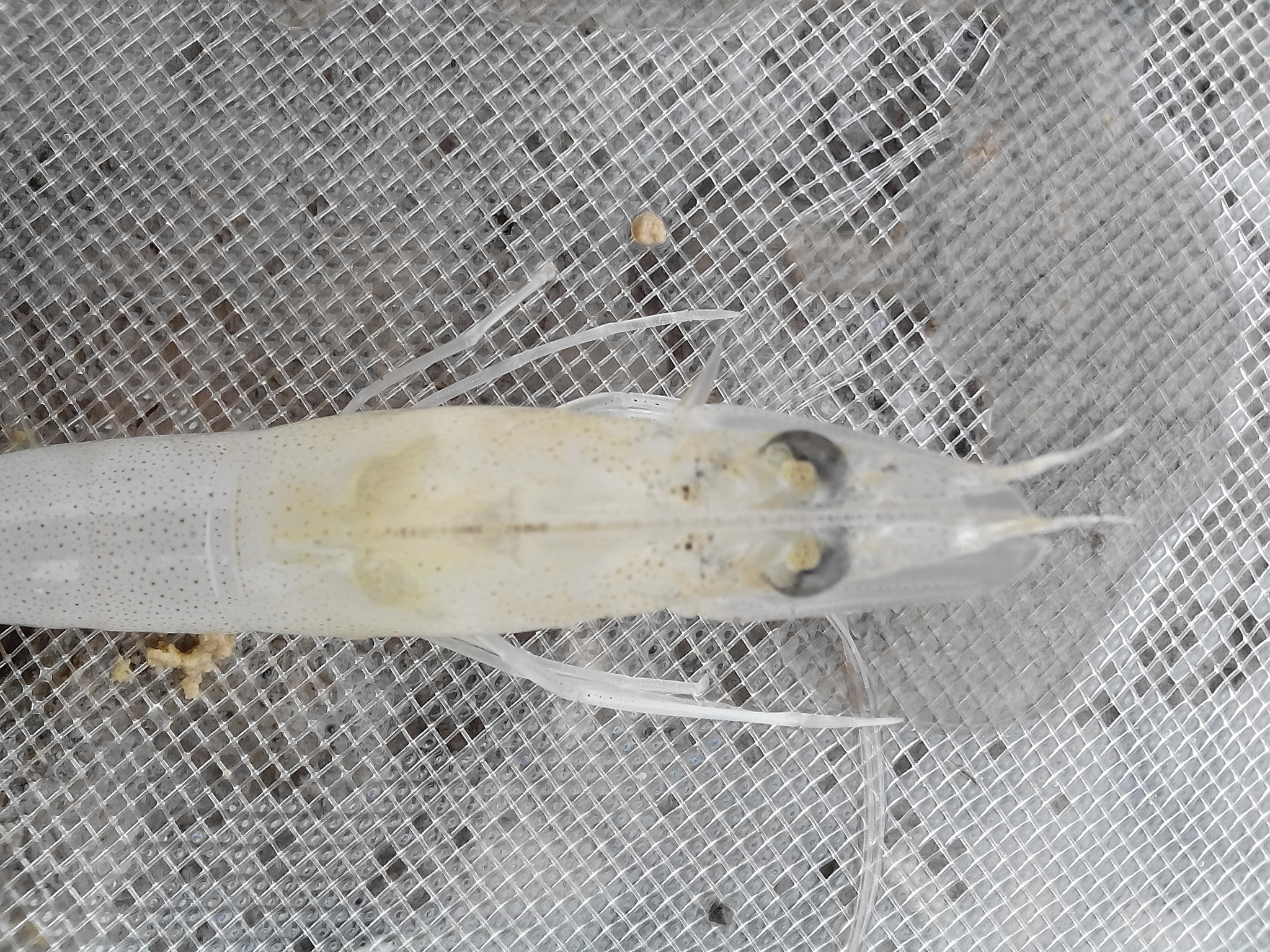 Biến đổi gen tự nhiên của Vibrio parahaemolyticus - Cơ chế tiềm năng gây ra bệnh hoại tử gan tụy cấp tính trên tôm