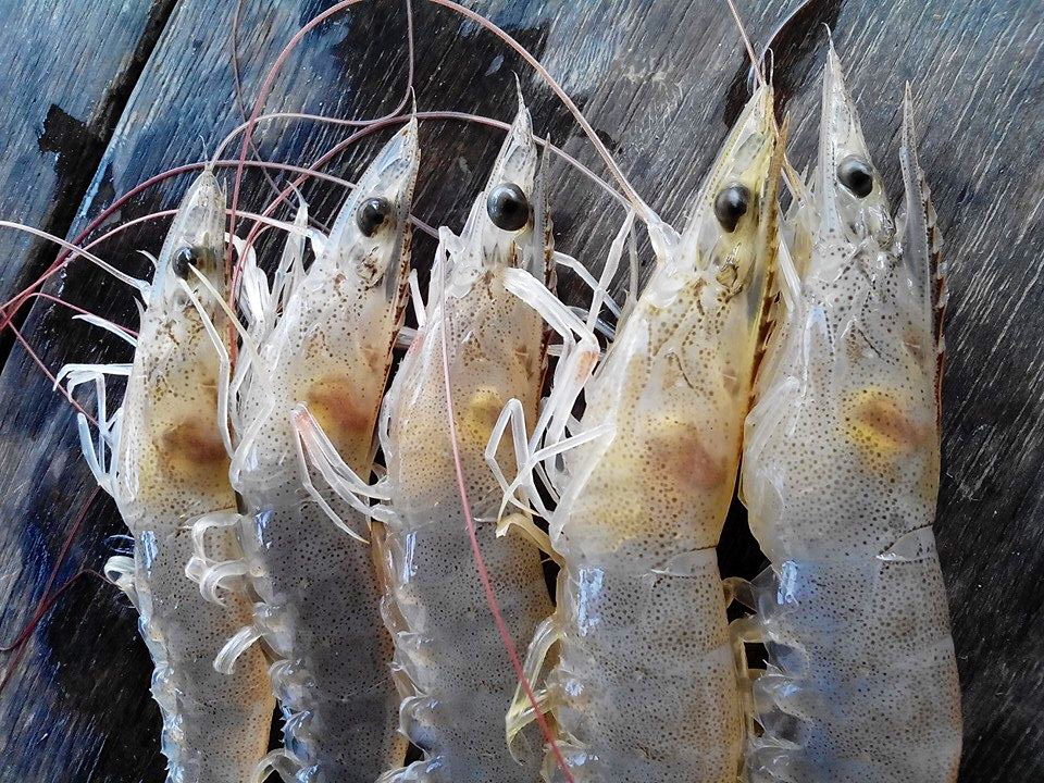 Màu sắc của gan tụy liên quan đến mật số vi khuẩn, tỷ lệ sống và EMS