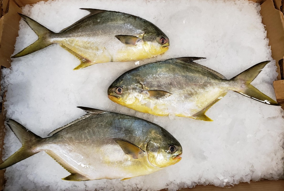 Nuôi cá chim trắng (Silver Pompano - Trachinotus blochii) trong ao ven biển