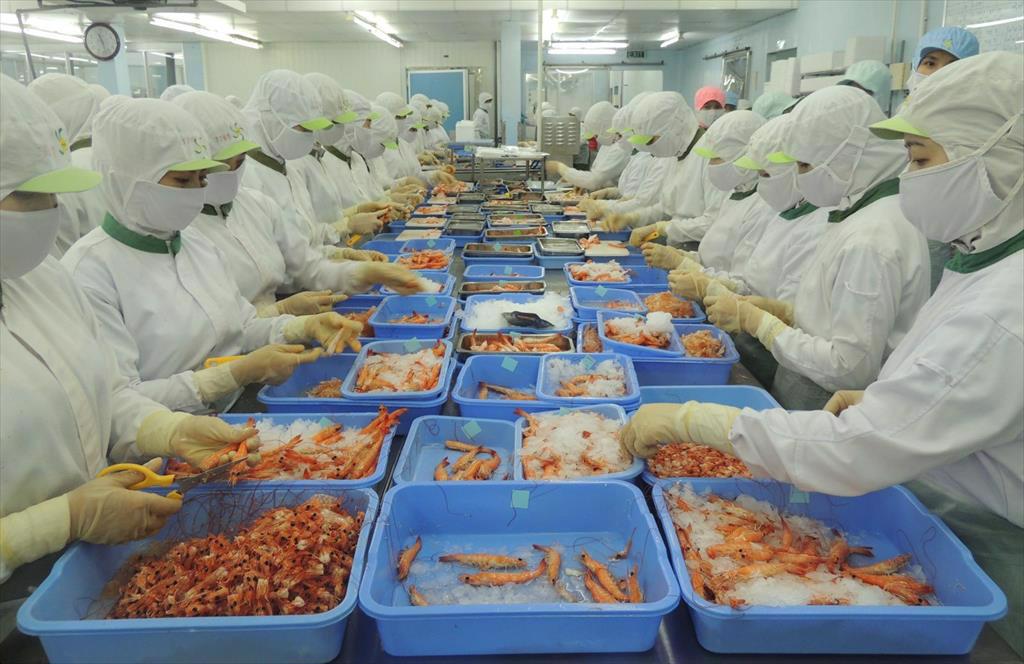 Tôm Việt Nam vượt qua nhiều làn sóng Covid