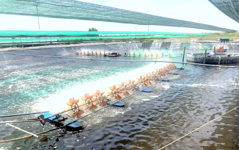Quản lý tốt tảo trong ao nuôi có thể giúp giảm Vibrio