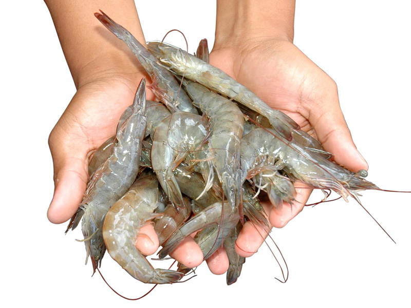Vi sinh vật hữu ích - Phần 1: Giới thiệu chung