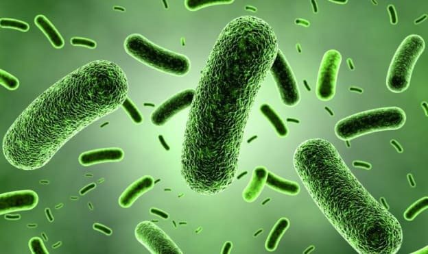 Bacillus sp. và những ứng dụng hữu ích trong môi trường