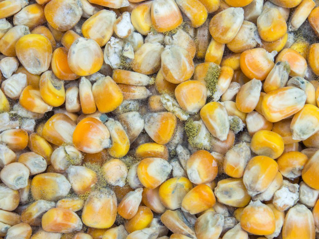 Aflatoxin và mycotoxin là gì?