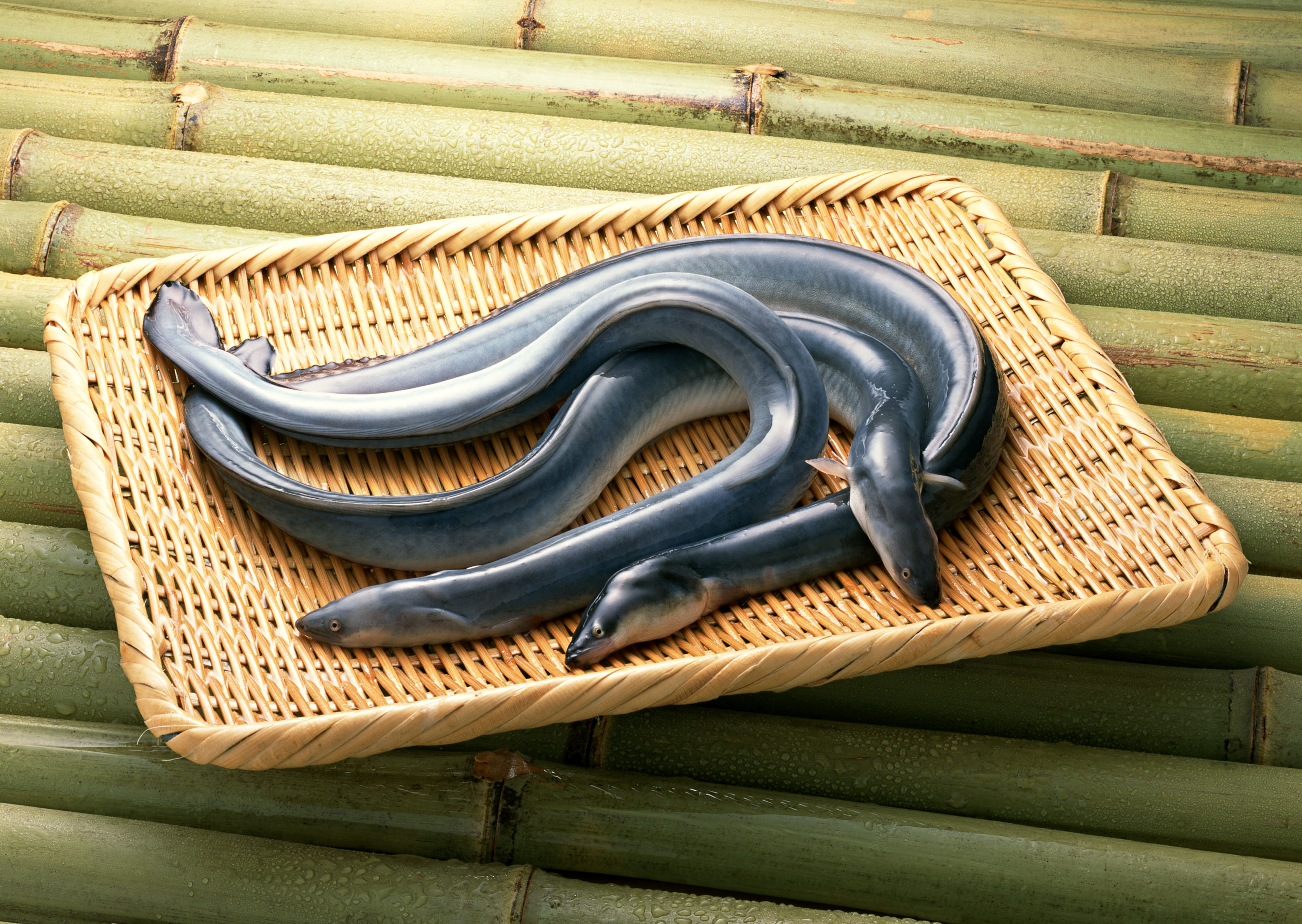 (1) Ương nuôi cá chình - Giới thiệu